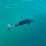 Dolphin in ocean