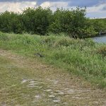 Encountering of alligator in swamplands of Florida