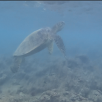 Turtle in Turtle Bay while Snorkeling