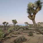 Picture of Joshua Tree at Sunset in National Park